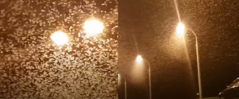 Vilniuje – kerintis, tačiau ir siaubą keliantis reginys