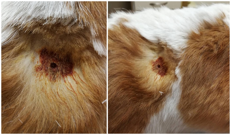 Veterinarai kraupsta: Dituvos soduose – gyvūnų egzekucijos