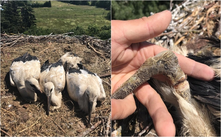 Kilni misija: į lizdą – gelbėti gandriuko