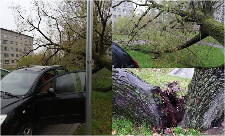 Incidentas: virsdamas medis galėjo prispausti ir automobilį, ir žmones.