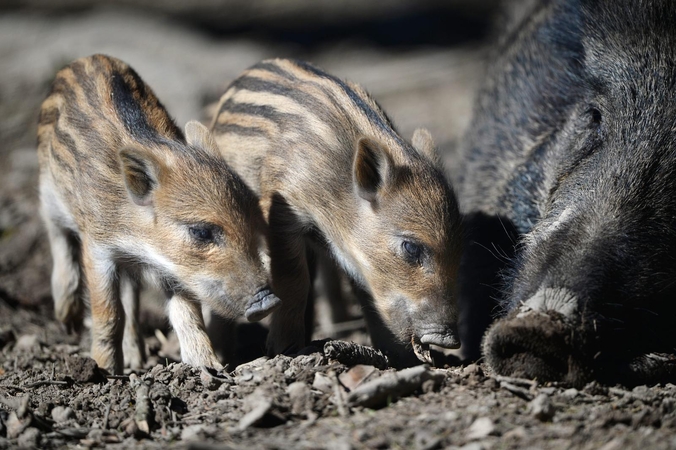 Per savaitę afrikinis kiaulių maras nustatytas 19 šernų