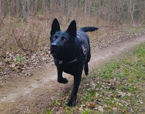 Tarnybinis šuo – pažeidėjų pėdsakais: sulaikė neteisėtai sieną kirtusius baltarusius