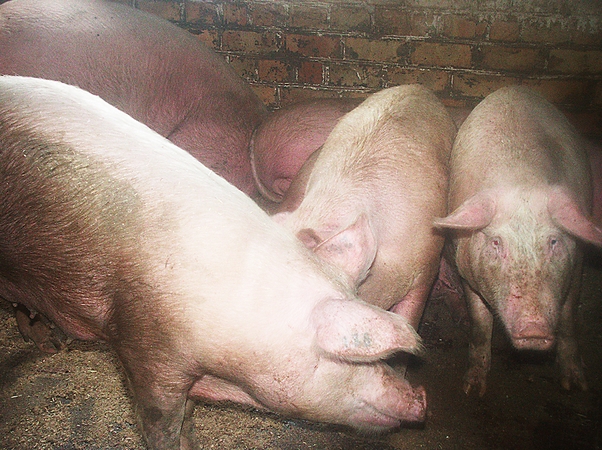 Verta investuoti į biologinę saugą