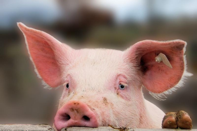 Lenkijoje nustatytas dar vienas didelis afrikinio kiaulių maro protrūkis