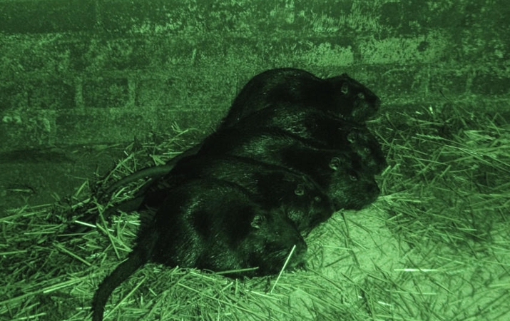 Iš Šiaulių regiono gyventojo konfiskuota pusšimtis nutrijų
