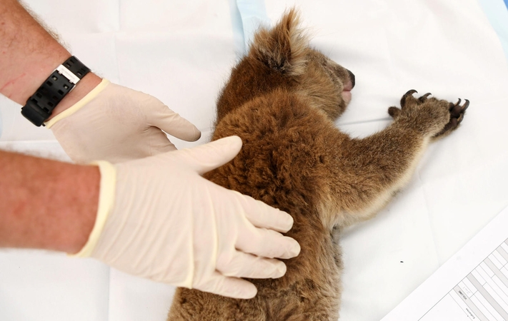 Australijoje iškirtus plantaciją nugaišo dešimtys koalų