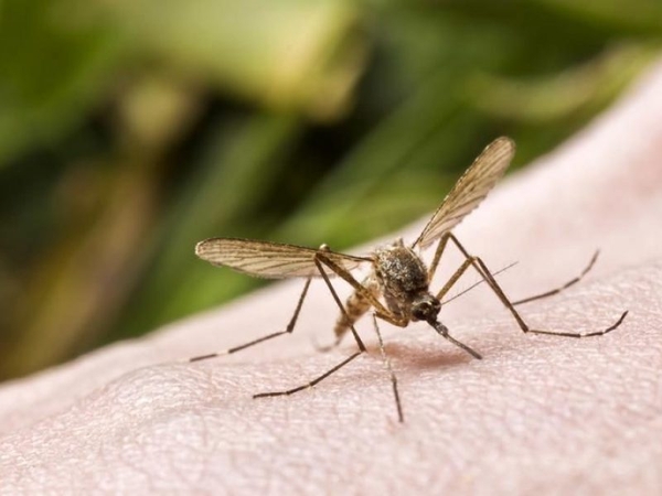 Laose nustatyti 54 nauji Dengės karštligės atvejai, vienas žmogus mirė