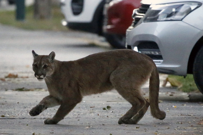 Lenkijoje su savo augintine puma pabėgęs buvęs karys pasidavė policijai