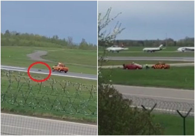 Žiaurus Vilniaus oro uosto darbuotojų elgesys: automobiliu vaikėsi ir pervažiavo lapę