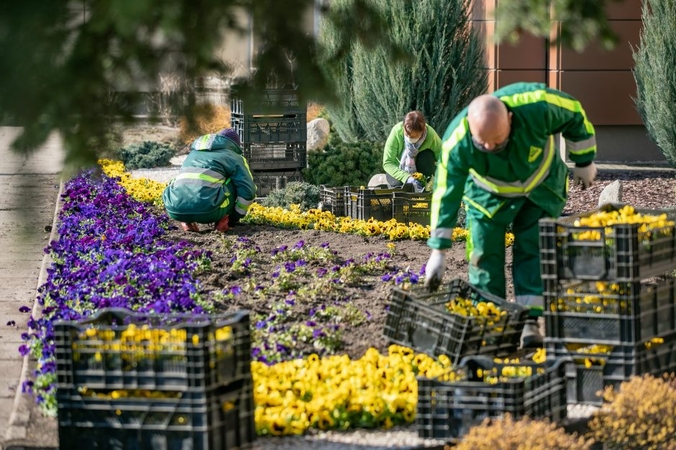 Želdynų apsauga gali tapti valstybės deleguota funkcija savivaldybėms