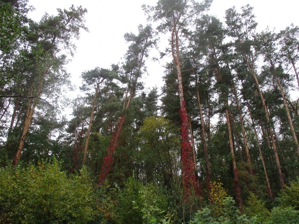 Kaimo reikalų komitetas – už miško žemės įsigijimų ribojimą