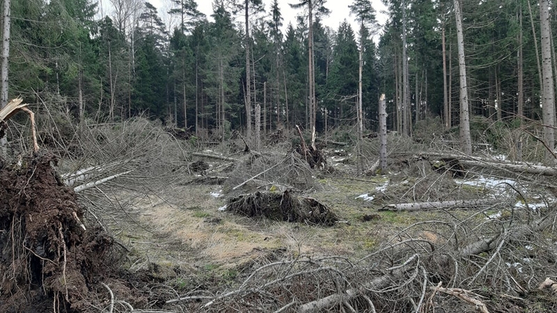 Miškininkai skelbia sutvarkę kovą siautusios audros „Laura“ padarinius