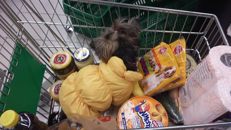 Miai padeda apsipirkti jos kalytė Prada