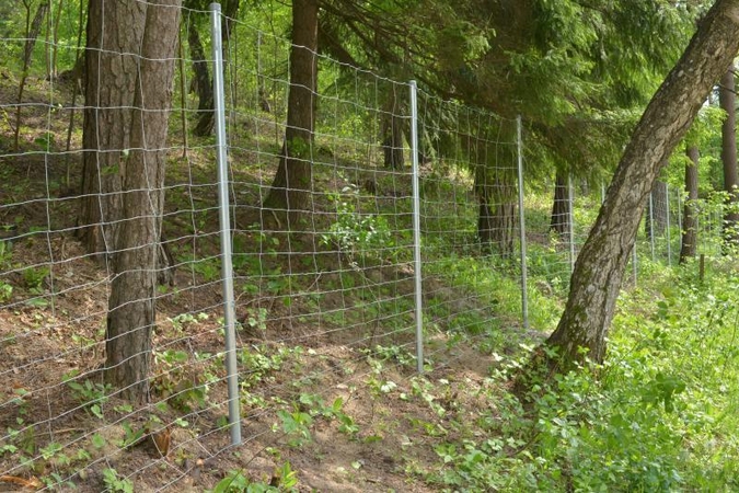 Tvora prie ežero nuo žmonių saugo plačialapę klumpaitę