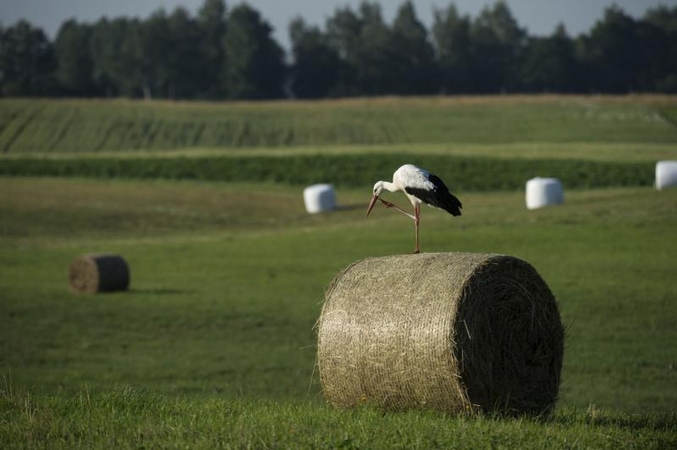 Baltiesiems gandrams šie metai – rekordiniai