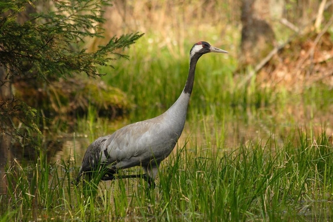 Stebėti pilkųjų gervių – į Novaraisčio ornitologinį draustinį 