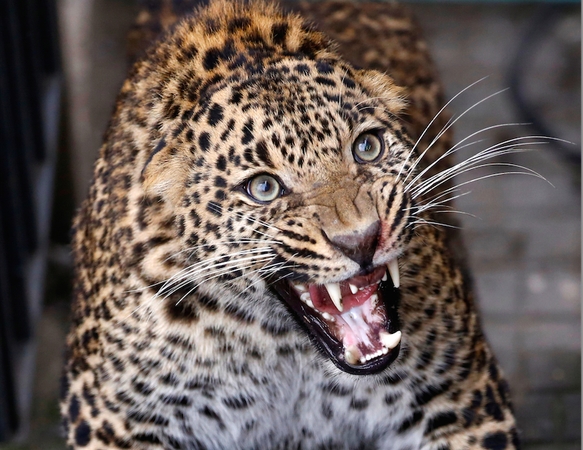 Vokietija sulaukė kritikos dėl leopardo jaustuko „Twitter“ žinutėje