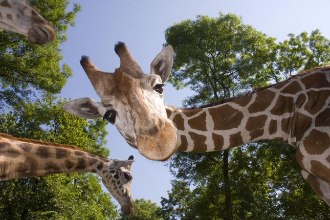 Lietuvos zoologijos sode apsigyvens žirafos patinas