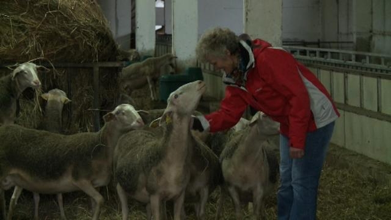 TV projekte – „žemiškos“ moterų svajonės: nuo vairavimo iki avių auginimo