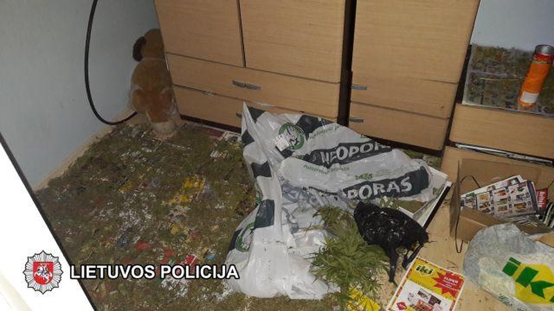 Panevėžiečiai pavojingus narkotikus ir pardavinėjo, ir vartojo patys
