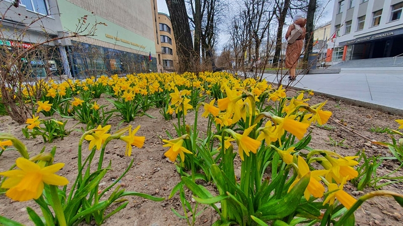 Laisvės alėjoje jau geltonuoja narcizai, tačiau jų mažiau nei pernai