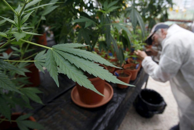 Dėl medicininių kanapių įteisinimo spręs kitą savaitę