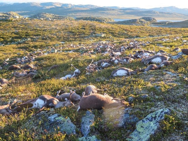 Norvegijoje žaibas užmušė per 300 šiaurinių elnių