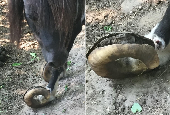 Buvusio Raseinių rajono mero valdose – skausmus kenčiantis ponis