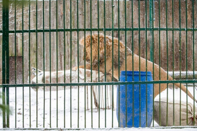 Kalėdines dovanas išvyniojo ir zoologijos sodo gyvūnai