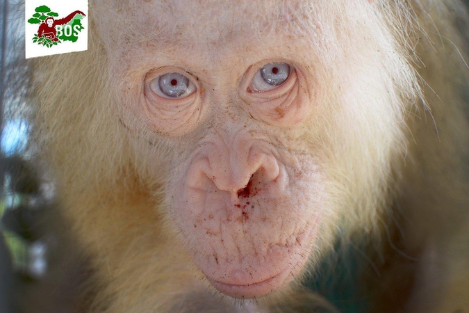 Orangutangei albinosei – ypatingas dėmesys