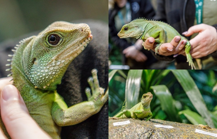 Zoologijos sode gyvenantis drakonas išpranašavo, kokie bus ateinantys 2024-ieji 