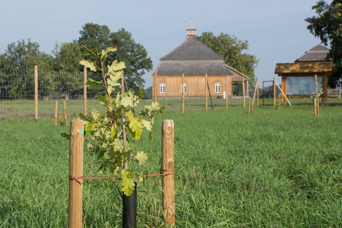 Džiugi žinia: šimtmečio ąžuolų giraitė Rumšiškėse sėkmingai prigijo