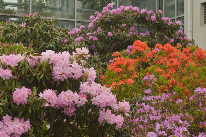 Į Botanikos sodą – gėrėtis gausiai sužydusiais rododendrais