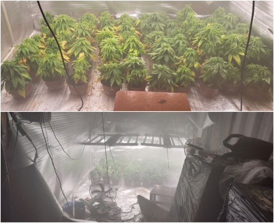 Užmaskuotoje šakiečio slėptuvėje aptiko kanapių plantaciją