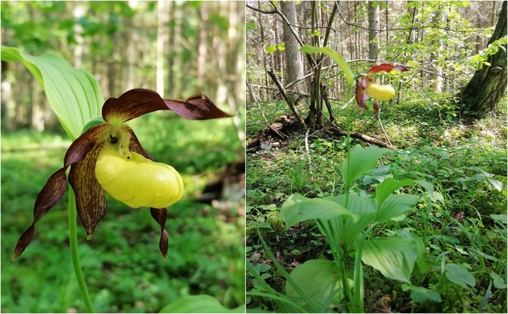 Dzūkijoje pražydo lietuviška orchidėja