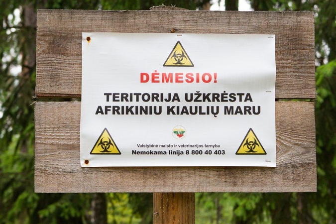 Bauginanti prognozė: tik laiko klausimas, kada kiaulių maras apims visą Lietuvą