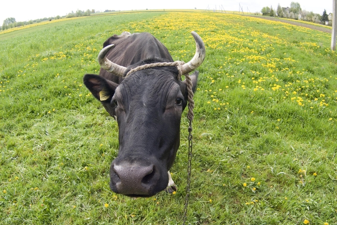 „Krekenavos agrofirmoje“ galvijas ragais sužalojo moterį