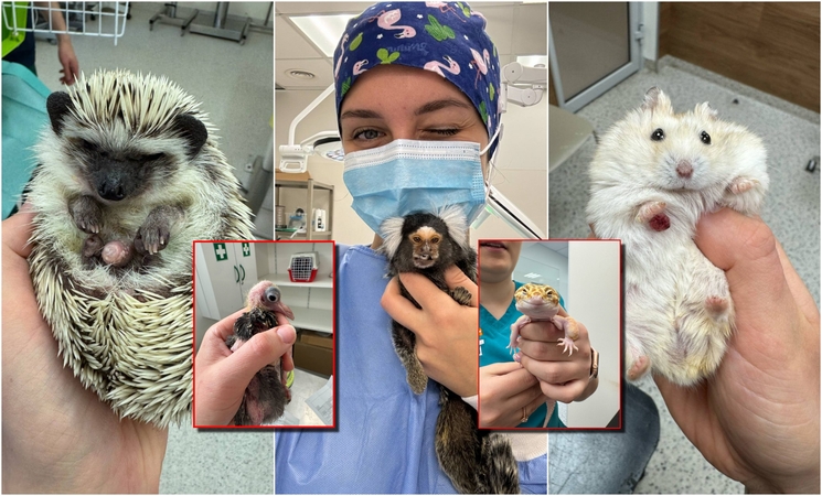 Išskirtiniai: I. Plungytei tenka gydyti net zoologijos sodo gyvūnus. Ant jos rankų – išskirtinė beždžionėlė paprastoji marmozetė.