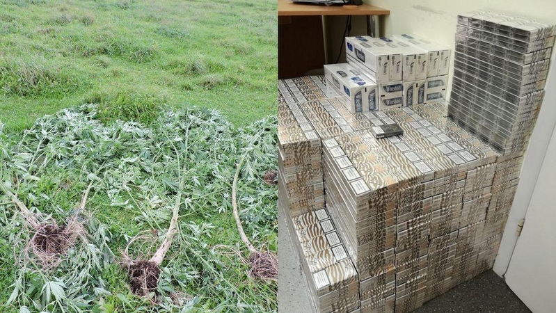Dėl kontrabandos įkliuvęs vyras netrukus sulaikytas už kanapių auginimą