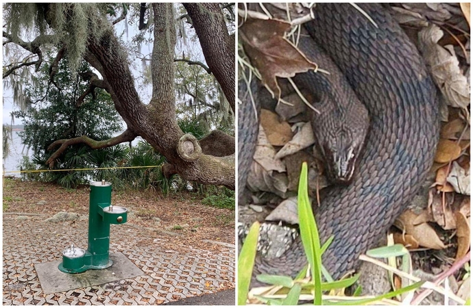 Dėl gyvačių orgijos Floridoje uždaryta dalis parko