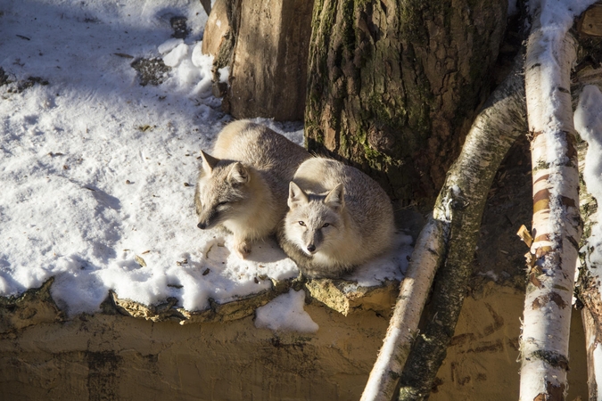 Zoologijos sode – neįtikėtinos meilės istorijos 