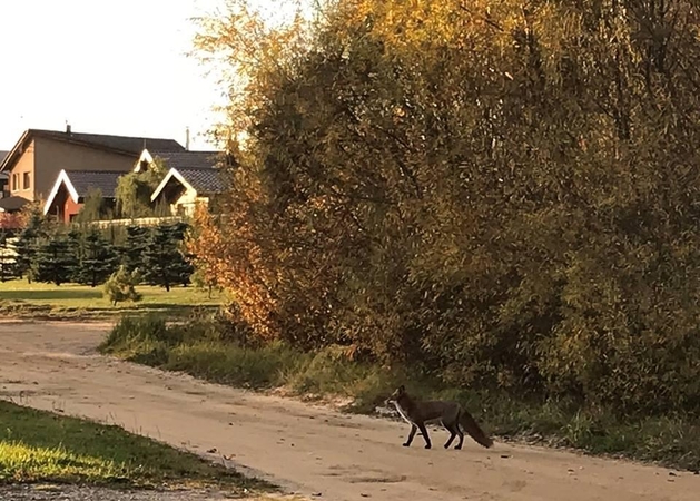 Nustebino: kauniečių mieste sutiktos laputės atrodė ganėtinai drąsios.