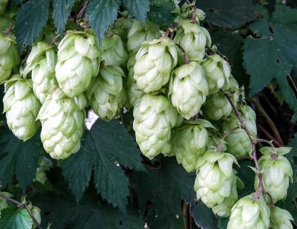 „Apynėlio derliaus dieną“ – apie naujas augalų veisles ir aludarystės tradicijas