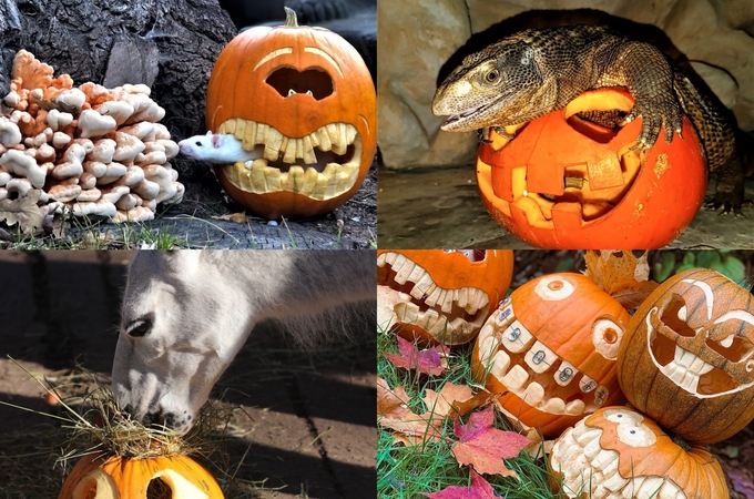 Tradicija: skanusis moliūgadienis Lietuvos zoologijos sodo gyvūnams 