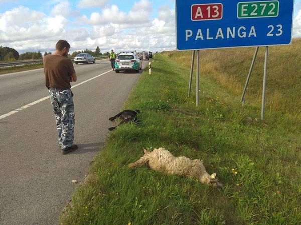 Palangos plente mersedesas partrenkė avis ir jas gaudžiusį šunį