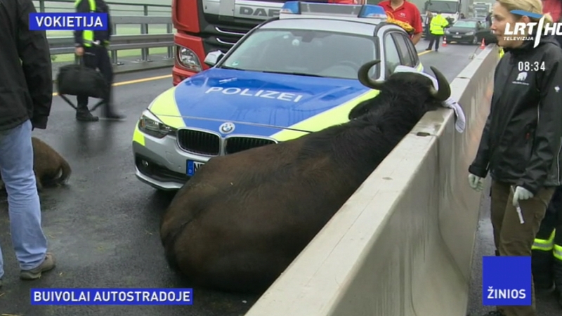 Vokietijos policininkai ant greitkelio užmigusius buivolus traukė kranu