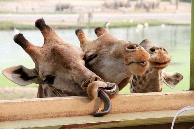 Afrika: jau geriau Atgimimo aikštėje žirafos staipytųsi, linksmindamos žmones.