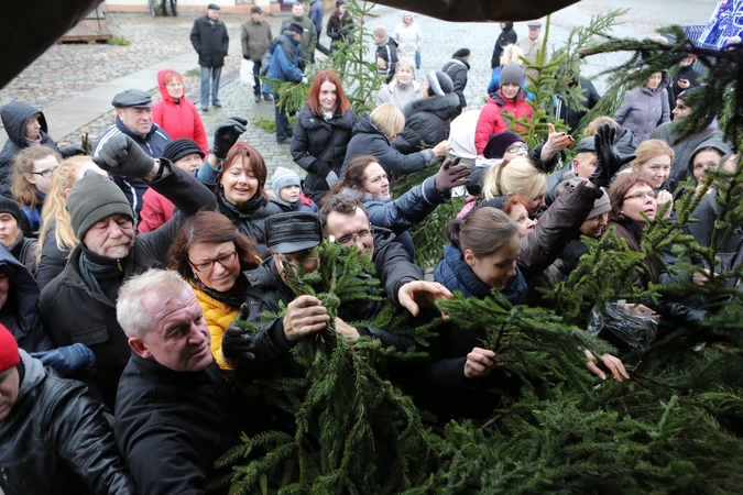 Rekordas: tūkstančiai eglišakių išdalinti per nepilną pusvalandį