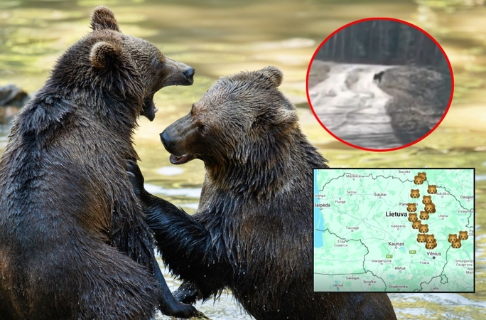 Unikalus atvejis – Lietuvoje meška atsivedė jauniklį: kiek tai pavojinga gyventojams? 