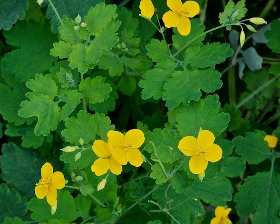 Ugniažolė – ginklas prieš vėžį, augantis patvorėje